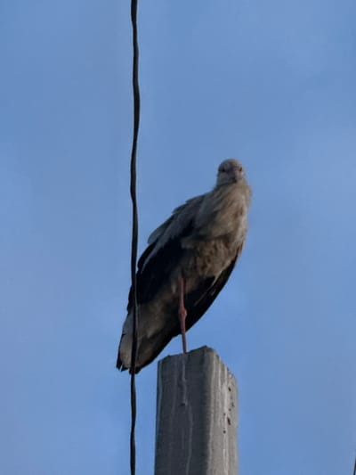 A lone bird with light brown and dark gray plumage stands perched on a concrete pole against a clear, pale blue sky. The bird is facing slightly left and appears to be looking directly at the viewer, with its head tilted. Its body is mostly obscured by its wings, which are closed and hang down. A dark, thin wire runs vertically through the left side of the frame, in front of the bird. The concrete pole is visible at the bottom of the image, with some texture and small holes. The scene is set in the city of Troitske, Ukraine.