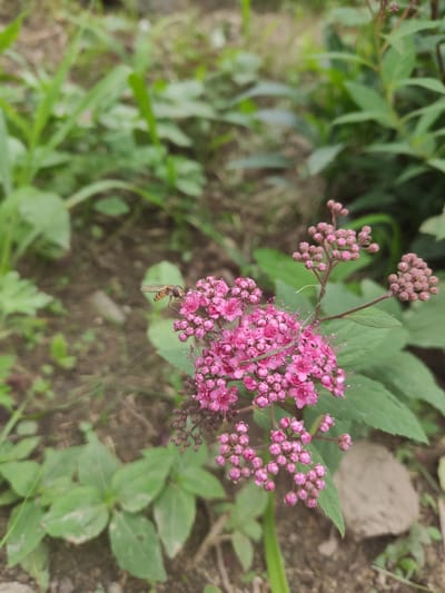 A hoverfly with yellow and black markings is perched on a cluster of small, bright pink flowers. The flowers are arranged in a corymb, with many buds and some open blooms. The fly is positioned to the left of the flower cluster, with its body angled towards the blooms. The background is a blur of green foliage and brown soil, suggesting an outdoor setting. The overall impression is of a close-up nature scene.