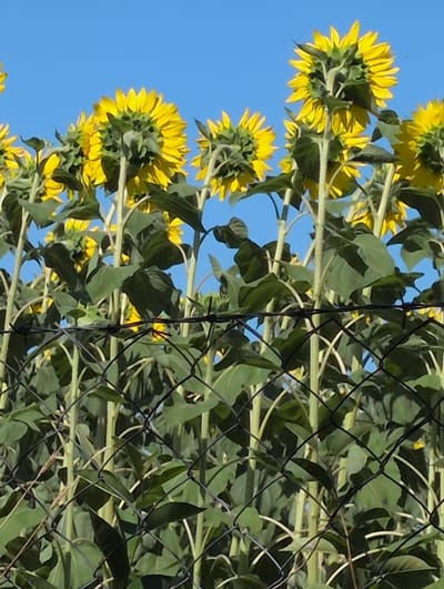 A low-angle, close-up shot captures a dense field of tall sunflowers in Orlovo, Bulgaria, under a clear blue sky. The sunflowers are mostly viewed from behind, their large green seed heads and yellow petals visible as they face away from the camera. Thick green stalks and large leaves dominate the foreground, interspersed with a black chain-link fence that runs horizontally across the middle of the frame. The fence is comprised of diamond-shaped mesh and appears to have barbed wire woven into it. Sunlight casts shadows on the leaves, suggesting a bright, sunny day. The composition is packed with vegetation, creating a lush, natural scene.