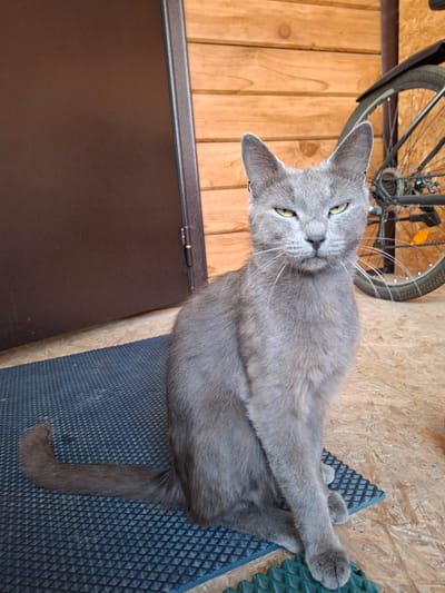 A gray cat with green eyes sits on a textured mat in front of a wooden wall and a brown door. A bicycle wheel is visible in the background. The scene appears to be outdoors, possibly on a porch or patio. The cat is the primary subject and is looking directly at the camera. The environment suggests a residential setting in Novostroyka, Russia, possibly a dacha or a country house.