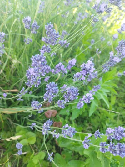 This is a close-up, vertical, outdoor shot of a field of lavender flowers. The lavender is in various stages of bloom, with some spikes showing closed buds and others with fully opened, purple flowers. The background is filled with green foliage, suggesting a garden or meadow setting. The lighting appears natural, indicating it was taken during daylight hours, possibly late afternoon given the soft, slightly diffused light and the presence of some bright yellow highlights in the background, which could be from sunlight filtering through leaves.
The focus is on the lavender stalks and their delicate blossoms, with some stalks arching gracefully towards the viewer. The overall impression is one of natural beauty and tranquility. No people or specific objects are visible, other than the plants themselves. The image conveys a peaceful and serene mood. The location context provided, Кіраўскі сельскі Савет, Belarus, places the scene in a rural area of Belarus, hinting at a natural landscape. There is no visible text in the image.