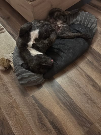 A dark brindle and white French Bulldog is sleeping on its back in a round, gray dog bed with a soft, ruffled rim. The bed rests on a wood-look laminate floor. A woven dog toy is visible near the bottom left corner of the image.