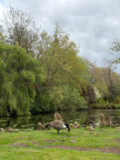The image depicts a tranquil natural landscape, likely a park or a lakeside area in Knutsford, United Kingdom, under an overcast sky.
In the foreground, on the right side of the frame, a Canada Goose stands on a grassy bank, facing towards the left. The goose displays its characteristic black head and neck with prominent white cheek patches, and its body features shades of brown and grey. The grassy bank has some darker, possibly muddy, patches indicating frequent use. Several weathered tree stumps or roots are visible along the water's edge.
To the left of the bank, a calm body of water, likely a pond or lake, stretches across the middle ground. Its surface reflects the surrounding trees and the grey sky, and several elongated green lily pads or similar aquatic plants float upon it.
The far bank is densely covered with lush vegetation, primarily deciduous trees and thick bushes. The foliage displays a variety of green hues, characteristic of spring or early summer, with some trees showing lighter new growth and others a deeper green. A striking cluster of vibrant red flowers, possibly rhododendrons or azaleas, stands out against the green backdrop on the distant bank.
Above the tree line, the sky is uniformly overcast with soft, grey clouds, suggesting a cloudy day with diffuse lighting. The scene conveys a sense of peace and natural serenity. There is no specific activity occurring, beyond the goose's quiet presence, and no visible text in the image.
