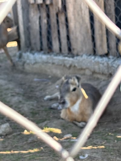 The image shows a Patagonian mara lying on the ground behind a fence, with another Patagonian mara visible in the background. The Patagonian mara is a large rodent that resembles a cross between a rabbit and a deer. It has long legs, a long tail, and large ears. The mara in the foreground is lying on its side, with its head resting on the ground. Its fur is a reddish-brown color, with a white belly and a black tail. The other mara in the background is standing on its hind legs, with its head turned to the left. The fence is made of wooden slats and wire mesh. The ground is covered with dirt and some patches of dry grass. The scene appears to be in a zoo or wildlife park. The location is the zoo in Dabnitsa, Bulgaria.