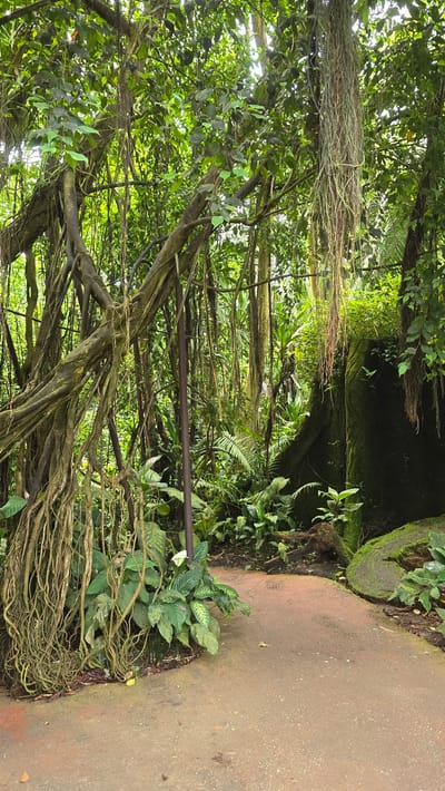 The image depicts a lush, dense jungle-like environment with abundant greenery, thick vines, and hanging roots. A reddish-brown pathway curves through the scene, bordered by various tropical plants and foliage. In the background, a large, moss-covered rock or tree trunk is visible. The overall atmosphere is one of dense vegetation and natural overgrowth. This scene is located within Burgers' Zoo in the city of Arnhem, Netherlands.