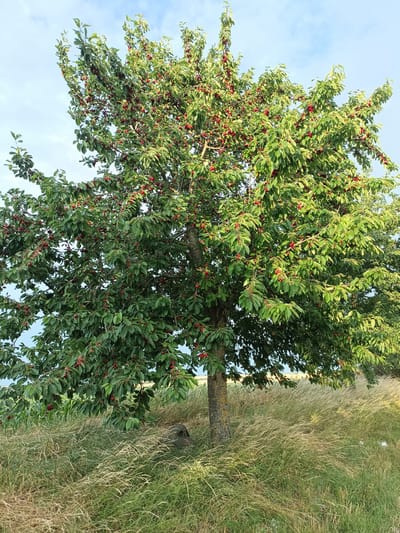 The image shows a mature cherry tree laden with ripe red cherries in a field of tall, dry grass. The tree is the dominant subject, its branches full of green leaves and clusters of bright red fruit. Sunlight filters through the leaves, creating dappled light and highlighting the ripeness of the cherries. The background consists of a clear blue sky with a few wispy clouds. The setting appears to be rural, possibly a meadow or field in Gartz (Oder), Germany, given the context. The time of day is likely late afternoon or early evening, judging by the warm, golden light illuminating the grass and the slight shadows. There are no people or animals visible in the image. The overall mood is peaceful and serene, evoking a sense of abundance and the natural beauty of a ripe harvest. The grass is tall and feathery, with some areas appearing drier and more golden than others, suggesting a warm, dry period. The trunk of the cherry tree is rough and textured, showing its age.
