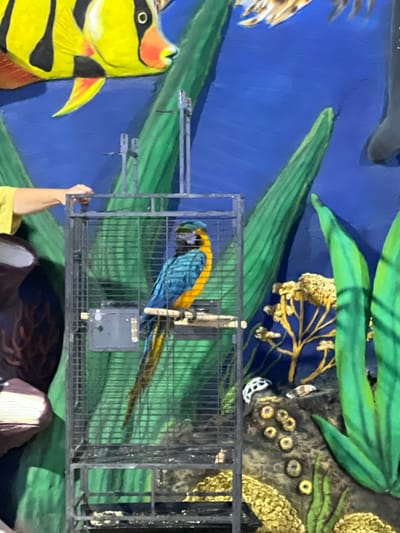 In Golubitskaya, Russia, a blue and gold macaw parrot is perched on a wooden dowel inside a metal cage. The cage is positioned in front of a vibrant mural depicting an underwater scene. The mural features large, stylized yellow and black fish, lush green aquatic plants, and a textured rock formation with small, colorful sea anemones. A person wearing a yellow shirt is partially visible to the left of the cage, their hand resting on the top bar. The scene appears to be a static display or exhibit, possibly at an aquarium or a themed attraction.