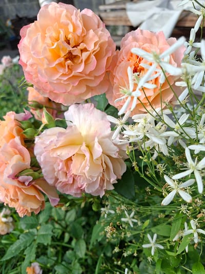 A close-up, vertical shot captures a cluster of lush, peach-toned roses interspersed with delicate white star-shaped flowers. The roses exhibit a ruffled texture with multiple layers of petals, transitioning from a deep peach in the center to a lighter blush pink at the edges. Several rosebuds, still tightly closed with pointed green sepals, are visible, hinting at future blooms. The white flowers, smaller and more numerous, have slender petals that fan out from a central stamen. They are clustered on thin, green stems, creating a delicate contrast with the voluminous roses. The background is a soft blur of green foliage, suggesting a garden setting. The overall impression is one of vibrant, natural beauty, likely in a garden or park in the city of Lesnaya Byl', Russia, during daylight hours.