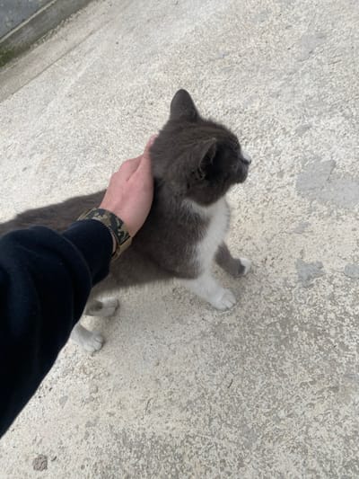 In the city of Kozarsko, Bulgaria, a human's right hand is observed petting a domestic cat on an outdoor concrete surface. The hand, exhibiting light skin tone, wears a tactical-style wristband with a camouflage pattern and is partially covered by a dark blue or black long-sleeved garment. The grey and white cat, displaying white markings on its chest, belly, paws, and a small patch on its muzzle, stands on all four legs, facing right. The human hand is positioned on the cat's back, near its neck, performing a petting action. The ground is a uniformly textured light grey concrete surface.