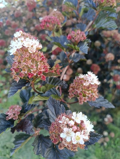 This is a close-up, eye-level, vertical outdoor photograph of a flowering shrub with dark purplish-green leaves and clusters of small white and pink flowers. The flowers are in various stages of bloom, with some fully open and others appearing as dried seed pods or buds. The background is softly blurred, showing more of the same shrub and hints of green grass. The image does not depict any people, actions, or interactions. There is no indication of the location within the city of Niasvizh, Belarus.