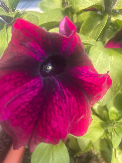 A close-up, eye-level shot captures a deep magenta petunia flower in focus, set against a blurred background of green foliage. The flower's petals display a gradient of color, transitioning from dark purple in the center to bright magenta on the outer edges, with visible vein patterns. The surrounding leaves are a vibrant green and slightly fuzzy in texture. The lighting suggests an outdoor, daytime setting, possibly a garden or a park, as evidenced by the natural light illuminating the scene. There are no people, animals, or man-made structures visible in the frame. The image does not provide any information that would allow for the identification of its location in the city of Aropakkuzi, Russia.
