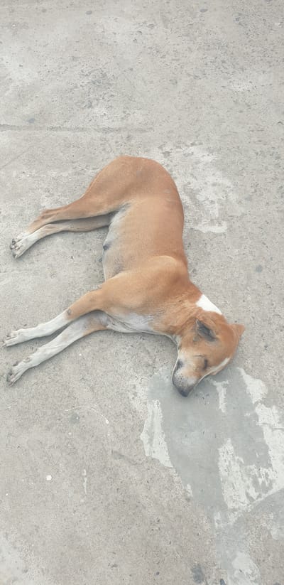 A medium-sized, tan and white dog is lying on its side on a light gray concrete surface. The dog is asleep, with its eyes closed and its head resting on the ground. Its body is stretched out, with its legs extended. The concrete surface appears to be outdoors, possibly in a public area. The image was taken at the Rooppur Nuclear Power Plant construction site in Rooppur, Bangladesh. The scene is devoid of any human presence or activity.