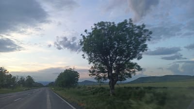 The image shows a road leading towards the horizon under a partly cloudy sky at what appears to be either sunrise or sunset. The road has a single white line dividing it. On the right side of the road, there is a blurred green field with a single, prominent tree. In the distance, low hills can be seen. The scene appears to be captured while moving, based on the motion blur of the vegetation. The image was probably taken in Sadievo, Bulgaria, judging by the request.