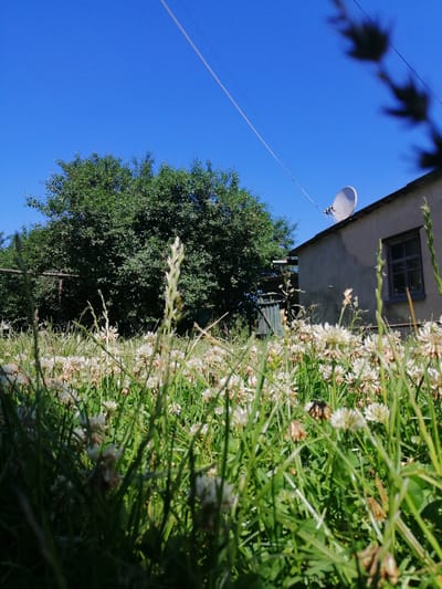 The image depicts a low-angle view of a field of white clover flowers and green grass, under a clear blue sky. In the background, a dense green tree is visible to the left, and a simple, weathered building with a satellite dish on its roof is to the right. A single window with dark panes is present on the building's wall. A power line stretches across the sky. The scene appears to be a rural or semi-rural setting. The overall impression is one of a sunny day in a natural environment. The specific location in Lanivtsi, Ukraine is not directly indicated by any visual elements in the image itself.