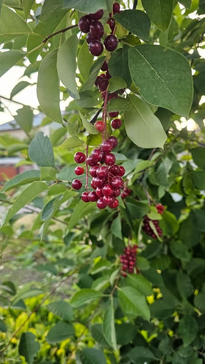 The image is a close-up, vertically oriented photograph of a branch laden with ripe, dark red cherries. The cherries are clustered together, some appearing almost black due to their deep color and the lighting. They are attached to thin, reddish stems that branch out from a thicker, darker branch. The leaves of the tree are a vibrant green, some broad and ovate, others more slender. They are dappled with sunlight, creating highlights and shadows, suggesting it is daytime. In the background, other branches and leaves are visible, some appearing slightly out of focus, creating a layered effect. The overall impression is one of abundance and natural beauty. The context provided indicates the location is Panfilovo, Kazakhstan. No people, text, or specific events are depicted. The weather appears to be sunny, and the time of day is likely during daylight hours.
