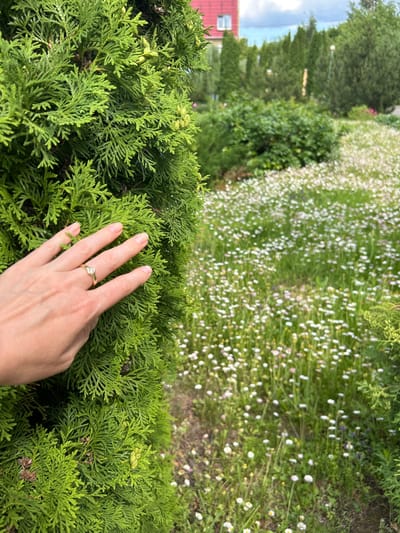 In Medvedevo, Russia, a close-up shot focuses on the foliage of a vibrant green Thuja tree, with a human hand gently touching its branches. The hand, adorned with a gold ring featuring a small, round diamond, is positioned towards the left side of the frame. Beyond the Thuja, a meadow is densely populated with small white and pink wildflowers. In the background, several other evergreen trees and shrubs are visible, with a red-roofed building and a cloudy sky suggesting an outdoor, suburban setting. The lighting indicates it is daytime.