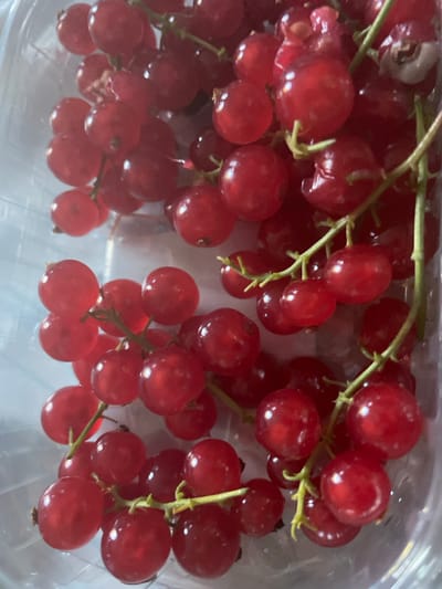 The image shows a close-up of a cluster of ripe red currants in a clear plastic container. The currants are small, round, and a vibrant red color, with some showing a glossy sheen. They are attached to thin, green stems, forming a natural bunch. The background is blurred, but appears to be a light-colored surface, possibly a countertop. The overall impression is of fresh, healthy fruit. The image does not contain any information or visual cues that would allow for an identification of its location in Punta Ala, Italy.