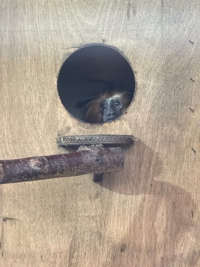 A monkey peeks out from a circular opening in a wooden enclosure. The monkey's face is visible, with dark fur around its eyes and lighter fur on its head. It appears to be looking directly at the camera. A dark brown, rough branch is positioned horizontally across the bottom half of the image, in front of the wooden enclosure. The enclosure itself is made of light-colored wood with visible grain. The image appears to be taken indoors, possibly in a zoo or wildlife sanctuary. The location in Akatovo, Russia is not discernible from the image itself.