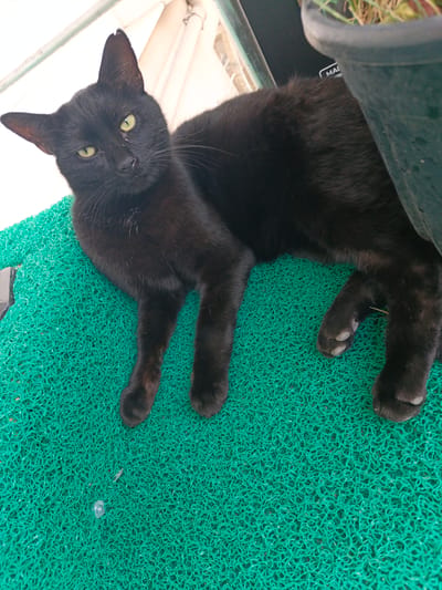 A black cat with yellow eyes lies on a green textured mat. The cat is positioned diagonally, with its head towards the left of the frame, looking directly at the camera. Its body extends towards the right, partially obscured by a dark object which appears to be a pot containing some plant matter. The background is out of focus, showing white pipes and a light-colored structure, possibly part of a balcony or outdoor seating area. A small silver screw is visible on the mat near the cat's hind legs. The image appears to be taken outdoors, possibly in a residential setting.