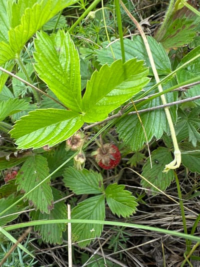 The image shows a close-up view of wild strawberry plants growing in a natural, outdoor environment. Several green, serrated leaves are visible, some with reddish-brown spots. One ripe red strawberry is prominently displayed, along with some unripe, greenish-red berries and developing flower buds. The plants are surrounded by dry grass, twigs, and other vegetation, suggesting a woodland or meadow setting. The lighting suggests it is daytime. There are no people or animals visible in the image. The scene depicts a small patch of wild strawberry plants in their natural habitat.