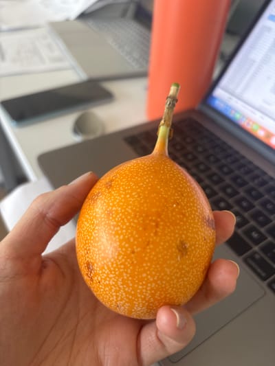 A hand holds a granadilla fruit, also known as Passiflora ligularis, in front of a laptop computer. The granadilla is orange with white specks and has a stem still attached. The background is a desk with office supplies. There is no visible information in the image to confirm the location as Buenavista, Mexico.