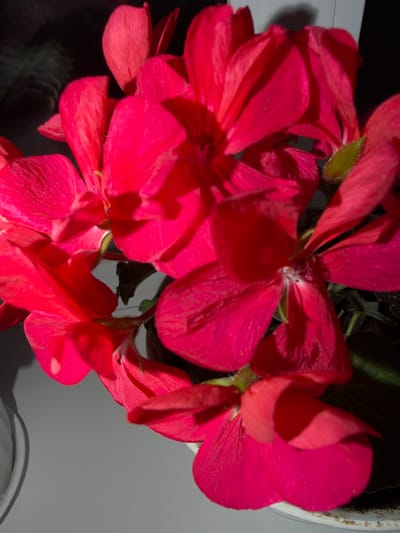 This close-up, overhead shot features a cluster of vibrant pink geranium flowers. The blooms fill most of the frame, with their delicate petals overlapping and unfurling in various stages of opening. Some petals are smooth and broad, while others appear more textured and crinkled. A few green stems and leaves are visible amongst the flowers, adding a touch of natural contrast to the bold pink. The lighting suggests it could be daytime, with shadows cast on the petals indicating a light source from the right. The background is split between dark, indistinct areas, likely foliage or the inside of a pot, and a lighter, textured surface that may be a windowsill or table. A small portion of a white pot rim is visible in the upper right corner. The image is likely taken indoors, given the controlled lighting and the presence of a potted plant. No people or text are visible in the media.