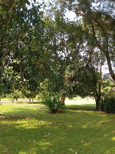 The scene depicts a verdant outdoor landscape in New Serchhip, India, under natural sunlight. The foreground features a expanse of manicured green grass with scattered dried leaves, displaying areas of dappled shade. Several large trees with dense green foliage dominate the midground and background. A tree on the immediate left exhibits hanging branches and leaves. A central tree trunk is visible, with a cluster of fern-like plants growing at its base. In the distant background, a brightly lit open grassy area is visible, alongside what appears to be a paved surface or road on the far left. The sky is partially visible through the tree canopies, appearing clear. No individuals, animals, or specific man-made objects beyond the potential paved surface are present within the immediate view.