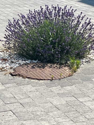 The image shows a circular metal manhole cover surrounded by grey, diamond-shaped pavers. A lush green plant with clusters of small purple flowers, likely lavender, has grown around and partially over the manhole cover. The plant is densely packed and spreads out in a fan-like shape. Small white pebbles are scattered around the base of the plant and the edge of the manhole cover. Some green weeds are growing in the cracks between the pavers and near the manhole cover. The scene appears to be outdoors, possibly a street or walkway, given the paving stones and manhole. The lighting suggests it is daytime, with strong sunlight creating shadows. There is no visible text in the image. The overall impression is one of nature reclaiming an urban element, with the vibrant lavender contrasting with the grey stone and metal.