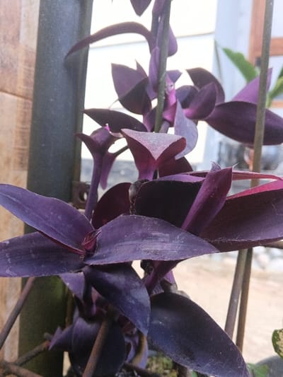 The image displays a close-up, eye-level perspective of a Tradescantia pallida (Purple Heart) plant, located in Kon Tum, Vietnam. The plant features numerous ovate-lanceolate leaves, uniformly dark purple with some reddish hints, arranged alternately along slender stems. A thick, dark grey vertical pole is positioned on the left, partially obscured by the foliage, and thinner, brown support rods are visible on the right, indicating a trellis or similar structure. The background consists of an out-of-focus, bright white/light grey surface, likely a building or wall, with indistinct green foliage and a light, textured ground surface. The scene is illuminated by ambient daylight. No individuals, explicit actions, or interactions are present.