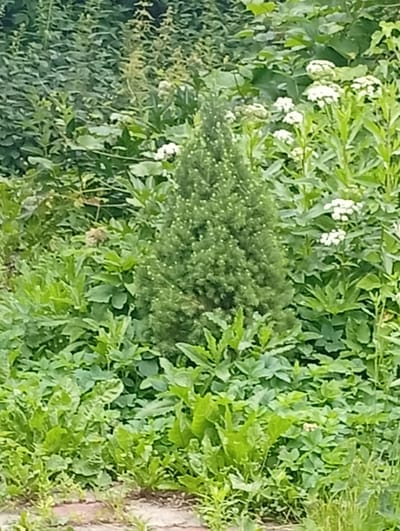 This media file depicts a lush, green outdoor scene, likely a garden or park. The central focus is a small, conical evergreen tree, possibly a dwarf conifer, surrounded by a variety of other plants and foliage. The surrounding vegetation includes broad-leafed plants and some smaller, leafy plants near the bottom of the frame. Notably, there are clusters of small white flowers interspersed among the greenery, suggesting it is springtime or summer. The overall impression is one of natural abundance and growth. The lighting suggests it is daytime, with soft, diffused light, indicating overcast weather or perhaps morning or late afternoon. There are no people or explicit objects visible, other than the plants themselves. The ground in the foreground appears to be covered with a reddish-brown material, possibly gravel or brick paving, with some blades of grass growing through it. The scene is calm and serene, evoking a sense of peacefulness and the beauty of nature. The mention of Pavlovsky Posad, Russia, provides a geographical context, suggesting this is a natural landscape within that region. No text is visible in the image.