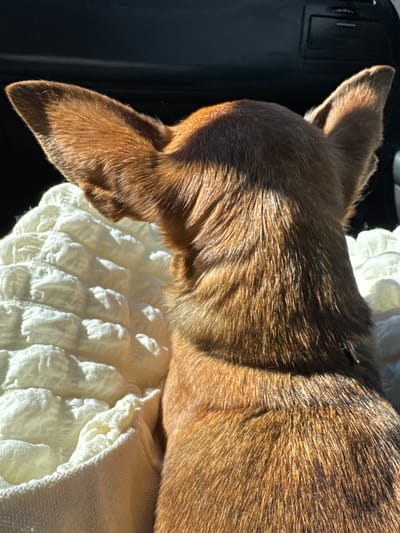 The image shows a close-up view of a small dog's head and back, resting on a white, textured fabric. The dog has short, brown fur with lighter brown highlights, and large, pointed ears. Sunlight is casting strong shadows across its fur, suggesting it is daytime. The dog appears to be relaxed, possibly sleeping, with its eyes closed and head turned to the left.
In the background, to the left of the dog, a dark, textured surface is visible, possibly part of a car interior or a piece of furniture. The white fabric the dog is lying on has a quilted or puckered texture, creating a soft, comfortable appearance. The lighting is bright, with the sun creating a warm glow on the dog's fur and casting distinct shadows.
No people are visible in the image. The focus is solely on the dog and its immediate surroundings. There is no visible text. The overall impression is one of peacefulness and comfort, with the dog enjoying a sunny spot. The lighting and shadows indicate it's likely a sunny day, and the setting seems to be indoors or in a sheltered outdoor space.