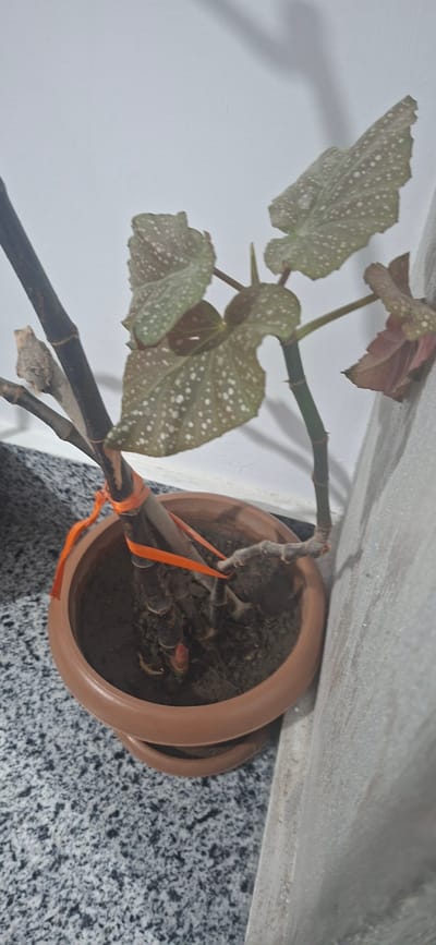 The image shows a potted plant with large, speckled leaves and thick stems. The plant is in a brown plastic pot, which is sitting on a speckled surface that appears to be a countertop or floor. A thin orange ribbon is tied around the base of the plant's stems. The background consists of a white wall and a gray textured surface, likely part of a wall or partition. The lighting suggests an indoor environment. The image does not contain any information about the city of Hovtamej, Armenia.