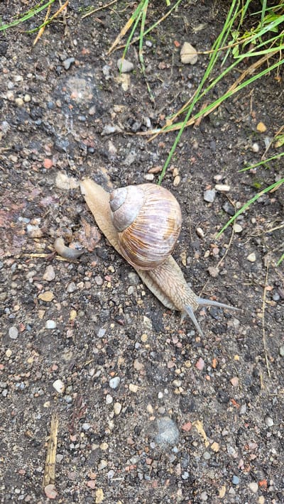 A close-up, high-angle shot shows a garden snail and a smaller slug on a gravelly, damp ground surface. The garden snail, positioned in the center of the frame, is light brown with a spiraled shell. Its fleshy body, also light brown, extends from the shell and is slightly translucent. To the left of the garden snail is a smaller, dark gray slug, also with a fleshy body. The ground is composed of small, irregular pebbles and dark soil, with some blades of green grass extending from the top and right edges of the frame. The scene appears to be outdoors, possibly in a garden or along a pathway in Ļūbaste, Latvia.