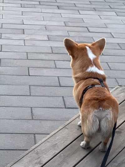 A tan and white corgi dog wearing a black harness is positioned between a gray brick walkway and a gray wooden platform. The dog is viewed from above, with its head pointing towards the brick walkway and its hind legs resting on the edge of the wooden platform. A black leash is attached to the harness and extends out of the frame. The location is unspecified; the scene does not provide enough information to determine if it is Borzya, Russia.