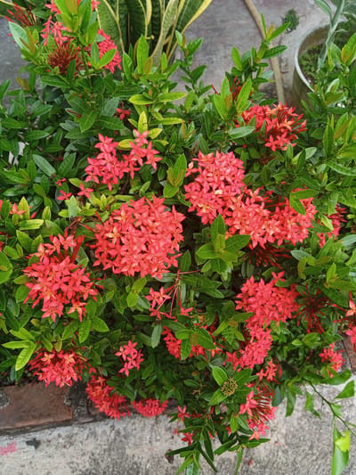 A high-angle, full shot depicts a thriving ixora plant. The plant is densely packed with clusters of small, red, star-shaped flowers amidst dark green leaves. A snake plant is partially visible behind the ixora. The plant sits on a concrete surface. The location is Meunasahmeucat, Indonesia.