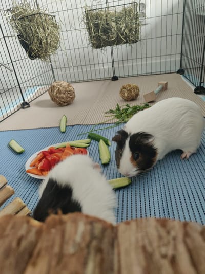 Two guinea pigs are in a cage with a hay feeder hanging from the top. A white and brown guinea pig is in the foreground, with its head down as if eating. Another guinea pig, mostly black and white, is partially visible behind the first. A plate of chopped vegetables, including red bell peppers and carrots, is to the left of the guinea pigs, along with slices of cucumber scattered around. There are also two natural-looking toys in the cage, one a round ball made of straw, and the other a wooden chew toy. The cage has a blue mat on the floor, with a beige mat underneath that. The background shows the white walls of a room. The lighting appears to be indoor artificial light. There is no visible text.