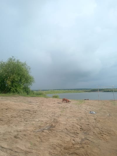 A golden-brown dog stands on a sandy beach next to a body of water. The dog is facing away from the camera, with its head down as if sniffing the ground. To the right of the dog, a simple structure made of driftwood stands on the sand. In the distance, across the water, is a shoreline lined with greenery. The sky is overcast with gray clouds. The image appears to have been taken outdoors in a natural setting.