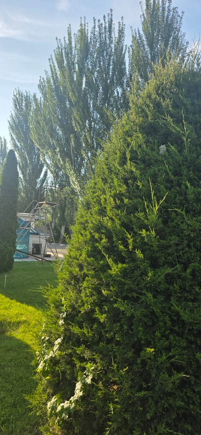 The image depicts an outdoor scene with lush greenery and a bright sky, likely taken during the daytime. In the foreground, a large, dense green evergreen tree dominates the right side of the frame, its branches full and textured. To the left of this tree, a well-maintained green lawn is visible, bathed in sunlight which casts a warm glow. In the middle ground, a slender, dark green evergreen tree stands on the far left, contrasting with the broader evergreen in the foreground. Behind the lawn and trees, a structure resembling a metal staircase or observation platform is present, painted in metallic silver and white with some blue accents. This structure appears to be part of a facility or playground. Further in the background, several tall, slender trees with dense foliage rise towards the sky, creating a natural backdrop. The sky above is a clear light blue with faint wisps of white clouds. The scene appears to be a park or recreational area within the city of Мраморное, Kyrgyzstan, given the presence of manicured landscaping, recreational structures, and common trees found in the region. There are no people visible in the image.