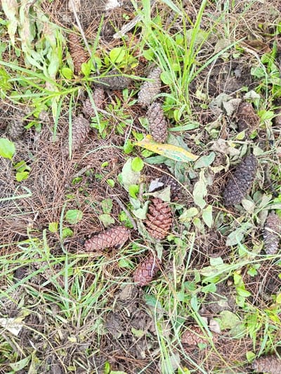 Scattered pine cones lie amongst grass and dried pine needles on the forest floor. Small green plants and decaying leaves are interspersed with the cones, adding to the natural debris. Soil is visible in patches, lending to the organic textures and colors. The cones vary in size and coloration, from light brown to almost black.