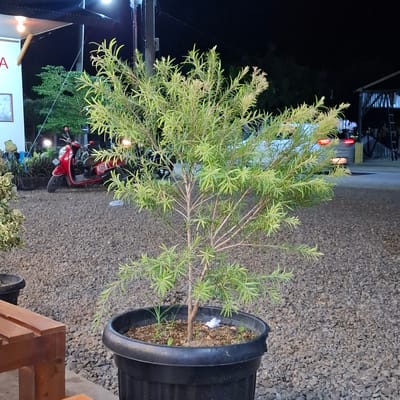 The image depicts an outdoor scene at night, likely in a commercial or public area, given the presence of artificial lighting and what appears to be a scooter and a parked car. In the foreground, a small tree in a black planter is the central subject. The tree has slender, green leaves and thin, light-brown branches. The planter sits on a surface covered in small, grey gravel. To the left of the planter is a portion of a wooden bench with a slatted seat.

In the mid-ground, a red scooter is parked, facing left, with a white letter "S" on its rear. Behind the scooter, there are other plants in dark pots and some structures that suggest an outdoor seating area or a building facade, illuminated by lights. A white sign with a red letter "A" is visible on a wall in the upper left portion of the image.

In the background, a white car is parked, with its red taillights illuminated, indicating it is either running or its brake lights are engaged. Further back, a dark, indistinct structure with a slanted roof and a ladder is visible on the right. The sky is dark, indicating it is nighttime. The environment appears to be a gravel-covered yard adjacent to a paved area where the car is parked. The overall setting suggests a casual establishment, possibly a cafe or restaurant, with outdoor seating, in Mesjid Tuha, Indonesia.