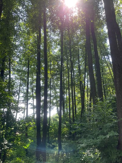 This media file captures a view looking up through a dense forest canopy. The primary subjects are the tall, dark tree trunks and the lush green leaves of the trees, which are so thick they obscure much of the sky. Sunlight filters through the leaves, creating bright patches and lens flares, particularly on the left side of the image. The scene suggests a natural, outdoor setting, likely a forest or wooded area. The orientation of the image is vertical, with the tree trunks running from bottom to top. The lighting indicates it is daytime, with the sun shining. There are no people or specific objects visible, and no text is present. The overall impression is one of being immersed in nature. Given the provided location context of "Мосмек Онт, Russia," this scene is likely situated within a Russian forest.