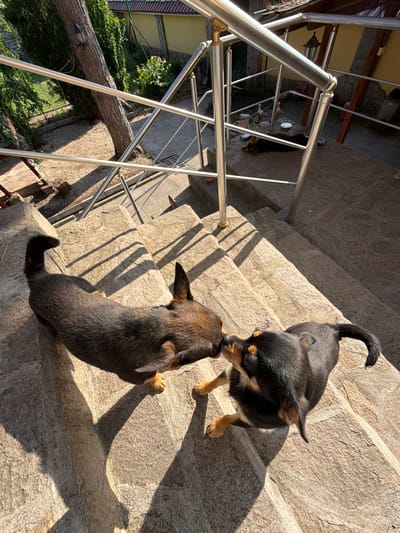 The image depicts an outdoor scene on a sunny day in Градина, Bulgaria, centered on a stone staircase. Two dogs are interacting on the stairs: a dark brown dog with erect ears is on the upper left, nuzzling snouts with a black and tan dog with folded ears on the lower right. Strong sunlight casts distinct shadows of the dogs and the adjacent stainless steel railing across the light-colored stone steps. To the left of the railing, a garden area with a large tree trunk and green foliage is visible. To the right, beyond a lower section of the railing, there is a paved area with a dark-colored dog lying down, a white plate, and a building with a yellow wall and a dark, rustic outdoor lantern.