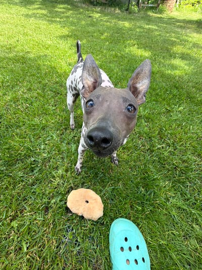 In a grassy yard in Staroye Mozino, Russia, a dog with spotted skin and large ears looks directly at the camera. The dog is standing on the green grass, which is illuminated by sunlight. A light brown, fuzzy toy lies on the grass to the left of the dog, and a bright turquoise clog is visible at the bottom right of the frame. In the background, the grass continues, with some trees and structures barely visible at the edges of the frame.