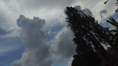 The image depicts a sky view in Longuo 'A', Tanzania, with significant cloud cover and prominent tree foliage on the right. The left half of the frame is dominated by a large, dense, towering cumuliform cloud mass, dark grey in color. Towards the center, a distinct patch of clear blue sky is visible, partially interspersed with lighter, wispy white-grey clouds. The right portion of the image is occupied by the dark silhouettes of several tall, slender trees, likely evergreens, with dense foliage extending upwards and slightly angled to the left. The extreme right edge reveals a large, dark green leaf, consistent with a banana plant. Additional scattered cloud formations, varying from white to light grey, are present across the upper and right portions of the sky. No human figures, animals, or man-made structures are distinctly visible.