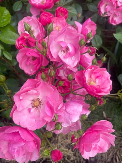 In a close-up, top-down view, a cluster of vibrant pink roses dominates the frame, their petals varying from delicate pale pink to a deeper magenta. Some roses are fully bloomed, revealing their intricate stamens and pistils, while others remain as tightly furled buds, hinting at future blooms. Small droplets of water are visible on some of the petals, suggesting recent rain or dew. Green leaves and thorny stems are interspersed among the flowers, adding texture and depth to the scene. The background is a soft blur of dark green foliage and what appears to be dry earth or mulch, creating a natural and somewhat rustic ambiance. The overall impression is one of lush, abundant floral growth.