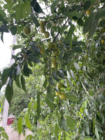 The image shows a close-up view of a plum tree with green unripe plums and dark green leaves. The tree branches are visible, with some lighter branches interspersed. The background is a blur of green foliage and sky, suggesting an outdoor environment. A concrete pole is visible on the left side of the image, partially obscured by leaves. A reddish-brown fence and a paved pathway can be seen in the lower left corner, indicating a residential or garden area. The lighting suggests it is daytime, possibly overcast. The scene is devoid of people or any overt actions. The context suggests a scene in Cahul, Moldova, where such fruit trees are common in yards and gardens.