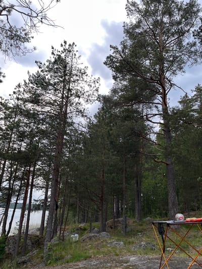 The image depicts an outdoor natural scene in Mar'ino, Russia, characterized by a dense conifer forest adjacent to a body of water under an overcast sky.

The sky is predominantly light grey with varied cloud formations. Tall, slender conifer trees, primarily pines, with dark green needles and visible brown trunks, dominate the frame. Many trees exhibit bare lower branches. A patch of lighter green deciduous foliage is visible deeper within the forest.

On the left side, a calm, light blue body of water, likely a lake or large river, is visible through the trees. The shoreline is rocky with some sparse vegetation at the water's edge. The ground in the foreground and midground consists of exposed rocks, moss, and patches of sparse green grass and low-lying vegetation.

In the lower right foreground, a collapsible camping table with orange cross-braced legs and a dark top is present. On the table, several items are arranged: a clear plastic container with a red lid, another item wrapped in clear plastic with a red label, a white mug or cup, and a utensil. To the left of the table, two clear plastic bottles containing liquid stand on the grassy ground. A dark-colored object, possibly a small bag, hangs from a tree trunk in the midground, slightly to the left of center. No individuals are present, but the arrangement of objects indicates recent human activity, such as camping or picnicking.