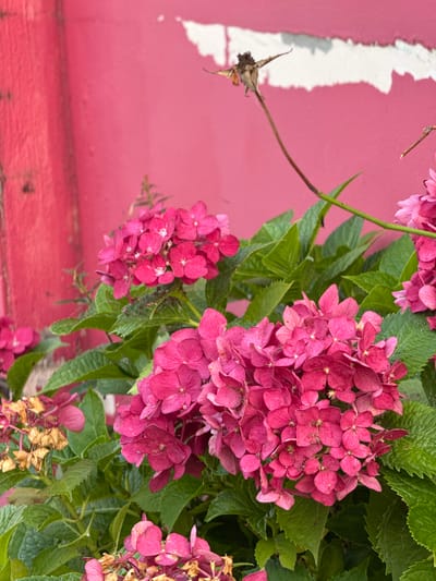 A close-up, eye-level shot captures a cluster of bright pink hydrangeas in full bloom, set against a vibrant pink wall with a torn white section. Lush green leaves surround the flowers, some of which are beginning to dry and turn brown, suggesting the season is late summer or early fall. A thin, dark stem with a dried seed pod extends from the upper right of the frame, adding a touch of nature's cycle to the scene. The overall impression is one of natural beauty juxtaposed with a somewhat weathered urban backdrop, possibly a garden or street in Mokpo-si, South Korea.