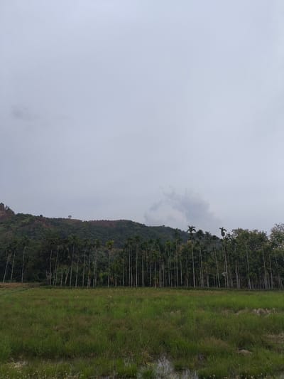 The image depicts a landscape scene in the city of Paseh, Indonesia. In the foreground, a field of green grass stretches out, with some patches of water visible. Behind the field, a dense line of tall, slender palm trees forms a distinct natural barrier. Beyond the palm trees, a sloping hillside is covered with lush vegetation and trees, culminating in a rocky peak. The sky above is overcast with a muted grey hue. There are no people or man-made structures clearly visible in the image.
