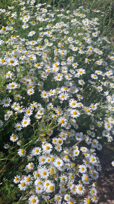 An overhead, full shot captures a dense patch of white and yellow daisies in bloom. The daisies are the primary subject, with numerous flowers filling the frame from edge to edge. The petals are white and radiate outwards from a yellow center. Many of the daisies are in focus, with sharp details visible on their petals and centers. Some of the flowers are facing the camera directly, while others are tilted or partially obscured by neighboring blooms and green foliage. The background consists of more greenery, suggesting a natural outdoor setting. The lighting indicates it is daytime, with sunlight illuminating the flowers. No people or animals are visible in the image. The overall scene depicts a natural, unmanicured field or garden area with a profusion of daisy flowers.